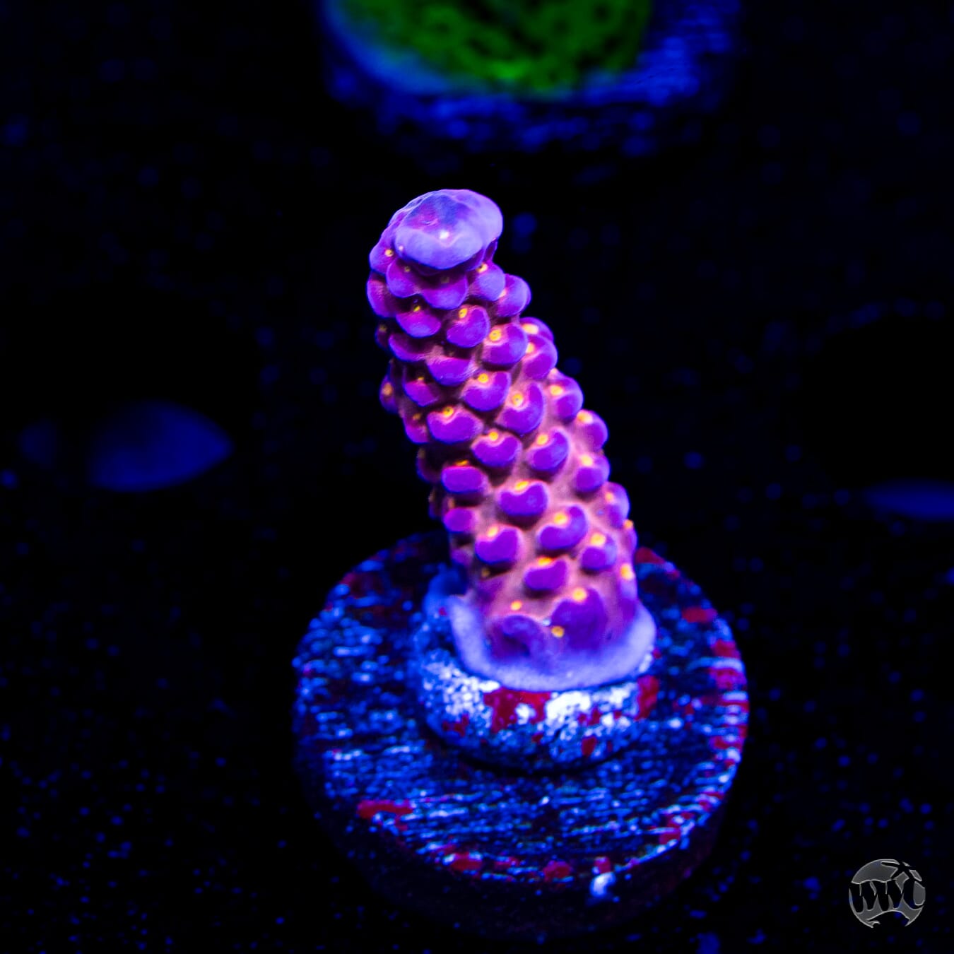 WWC All Star Acropora