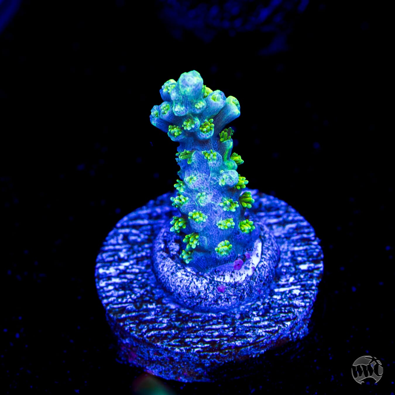 WWC Shark Attack Acropora