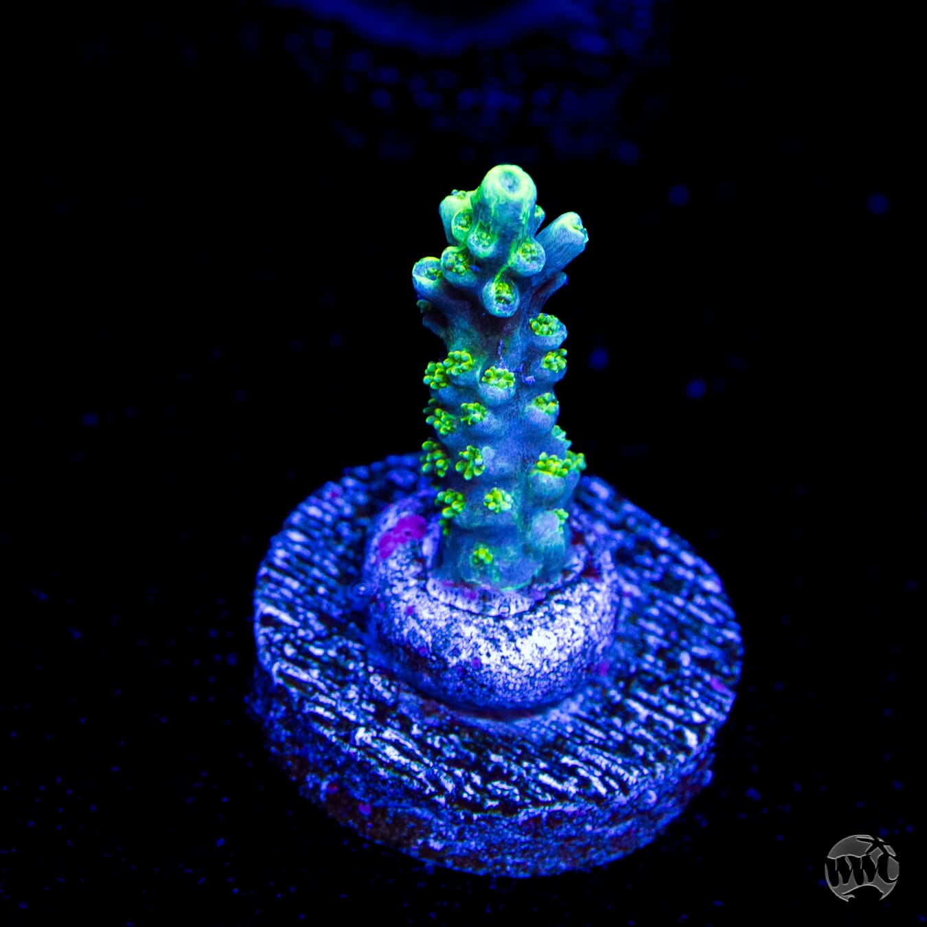 WWC Shark Attack Acropora