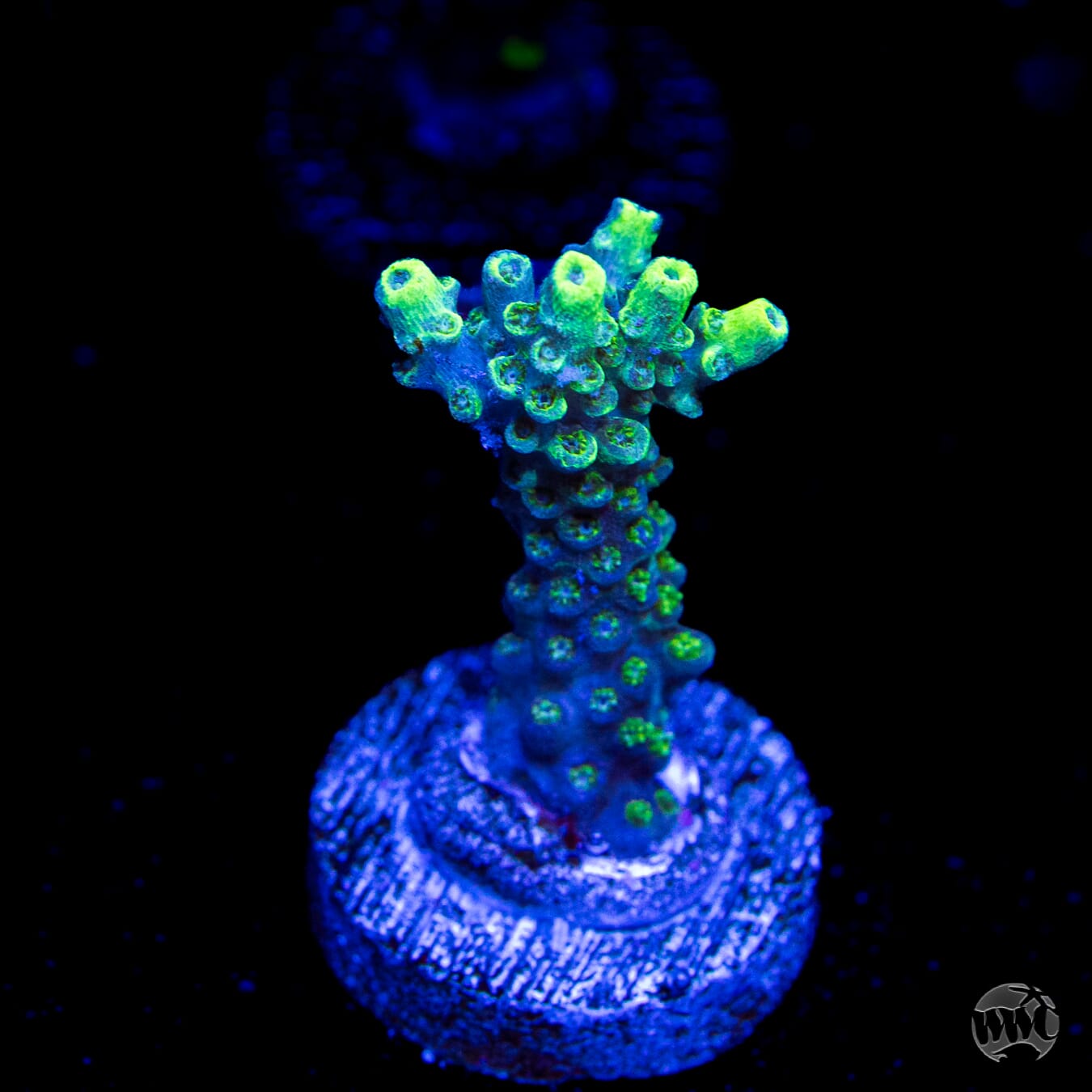 WWC Shark Attack Acropora