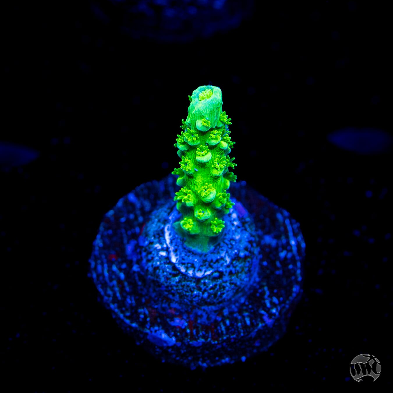 WWC Aussie Toxic Slimer Acropora