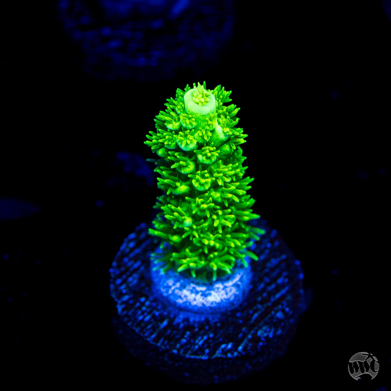 WWC Aussie Toxic Slimer Acropora