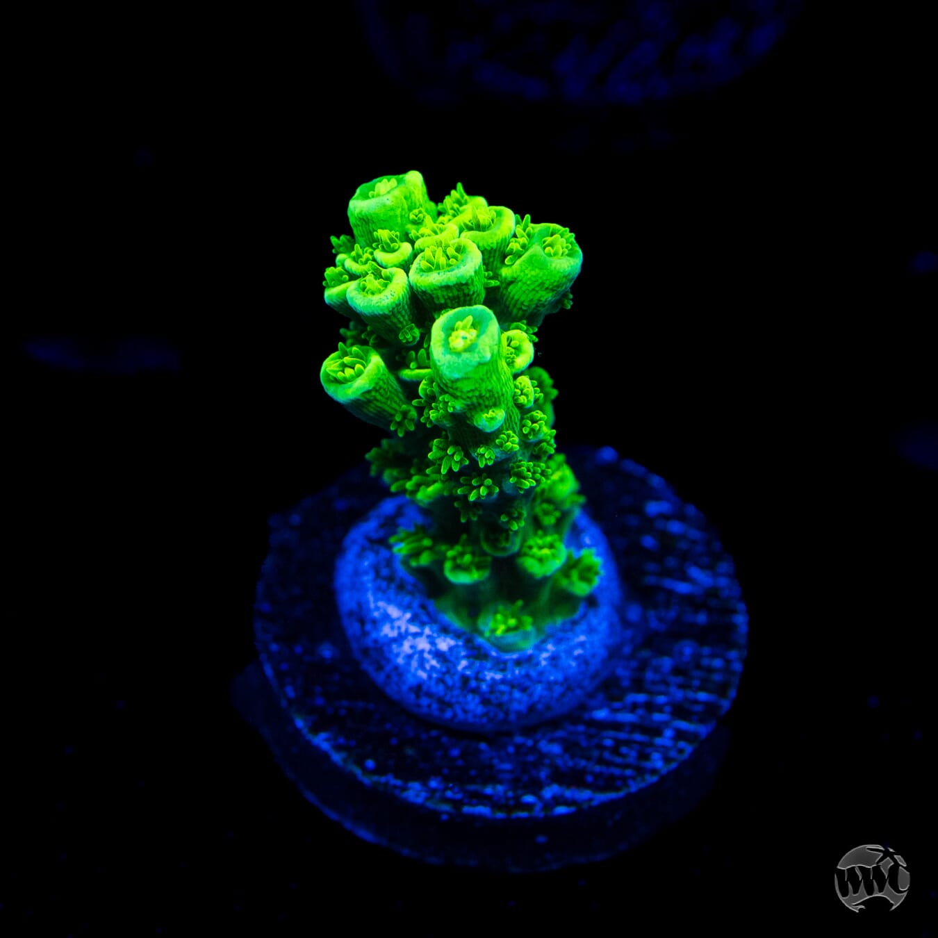 WWC Aussie Toxic Slimer Acropora