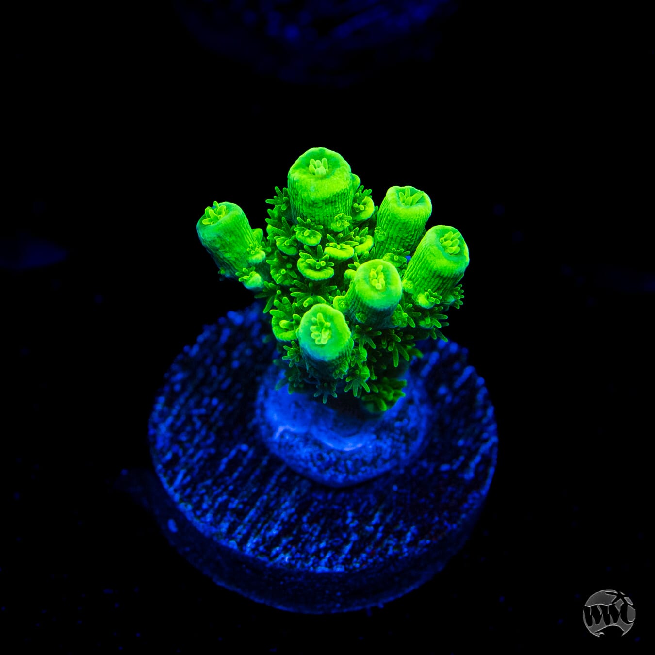 WWC Aussie Toxic Slimer Acropora