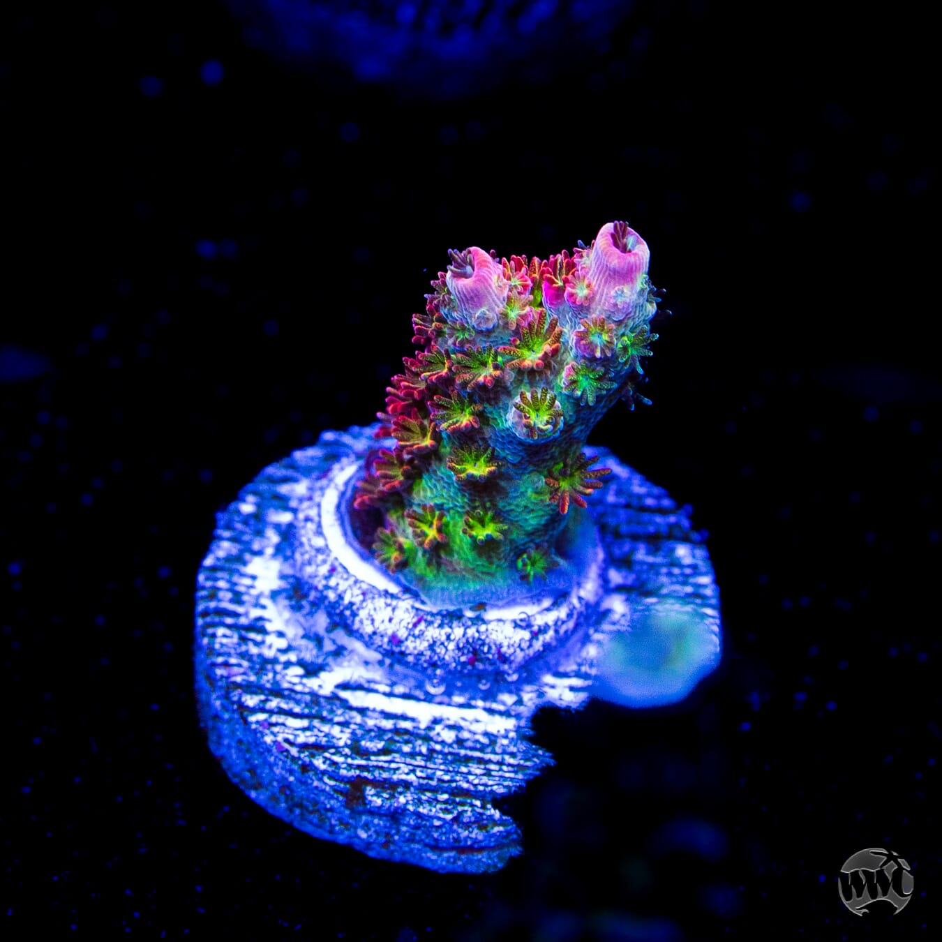 WWC Jello Shot Acropora