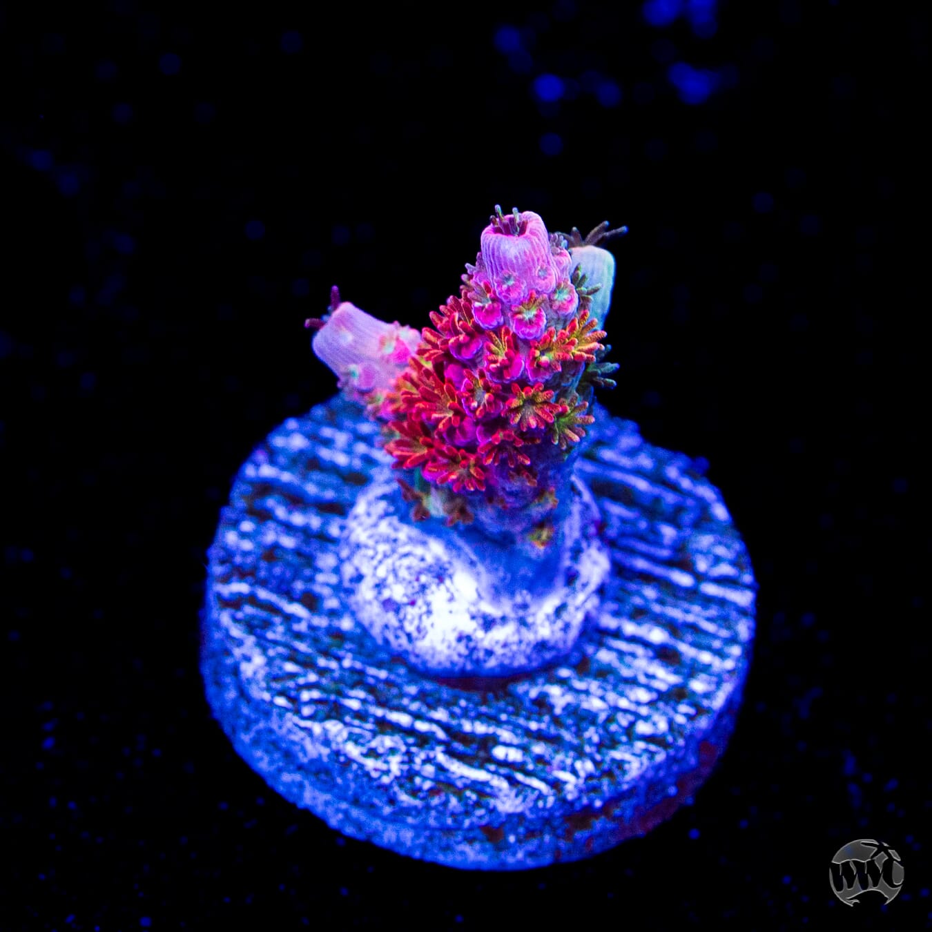 WWC Jello Shot Acropora