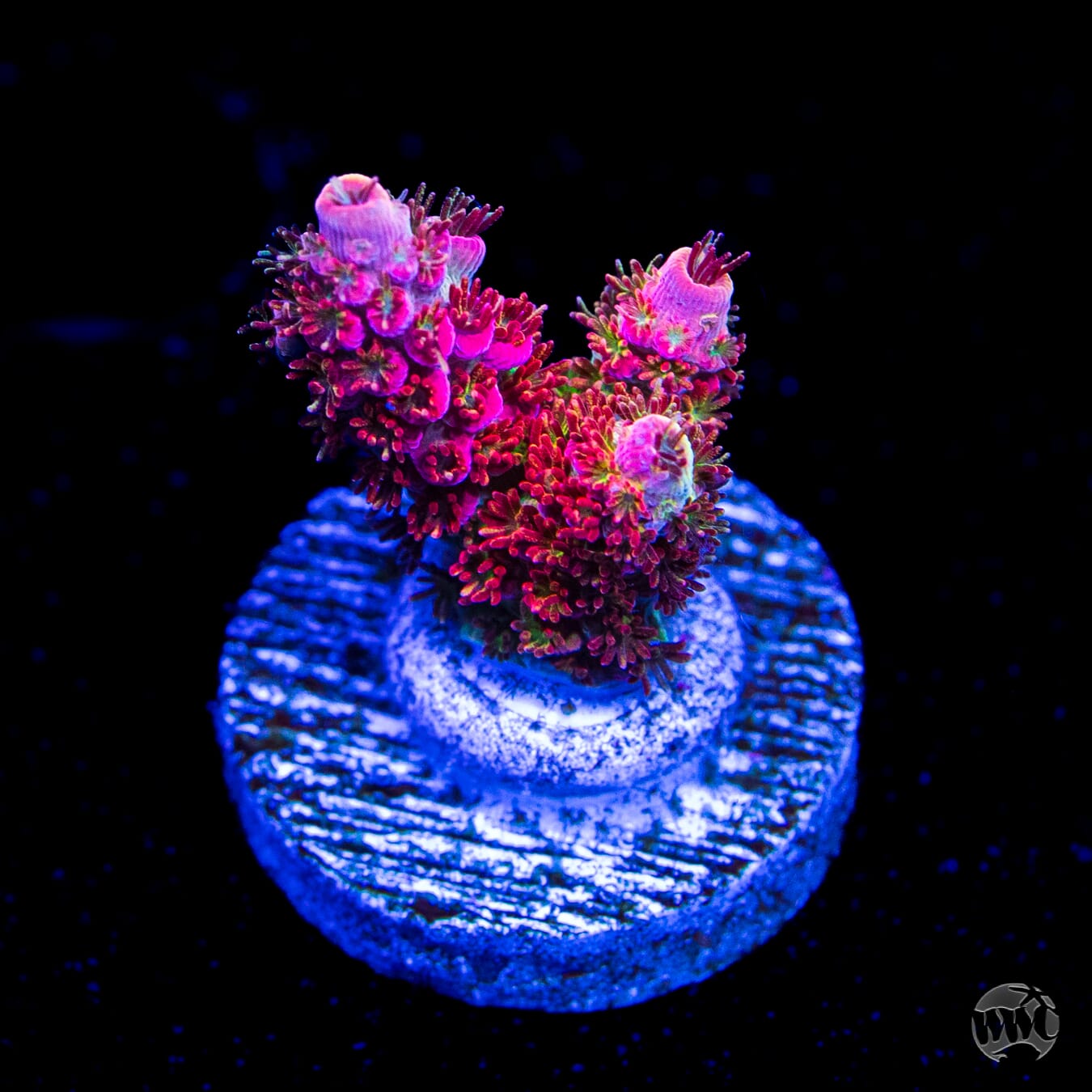 WWC Jello Shot Acropora