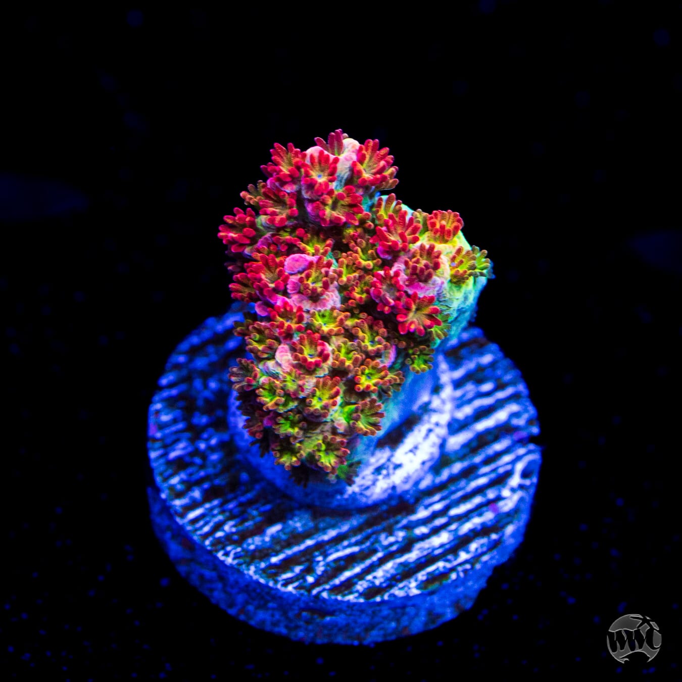 WWC Jello Shot Acropora