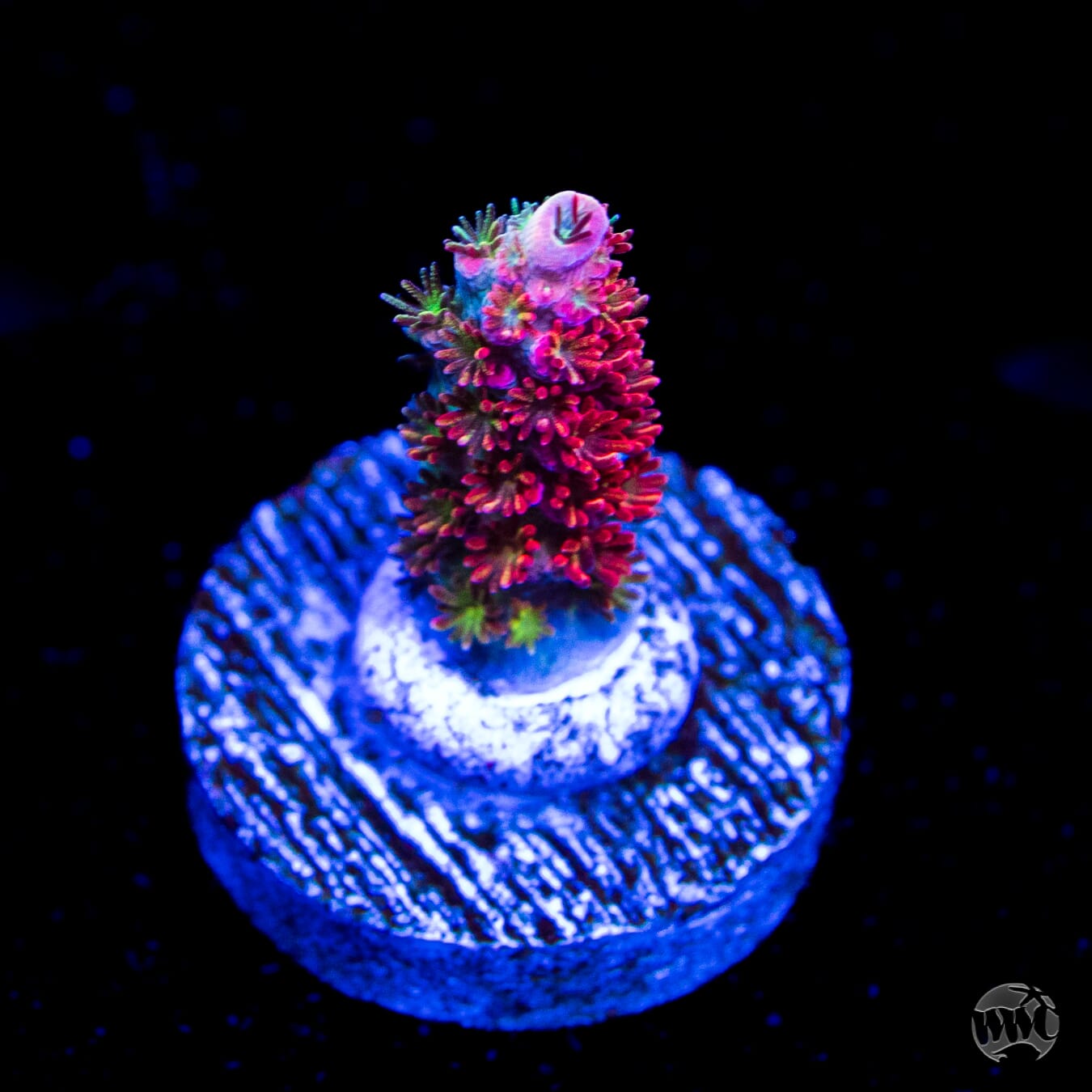 WWC Jello Shot Acropora