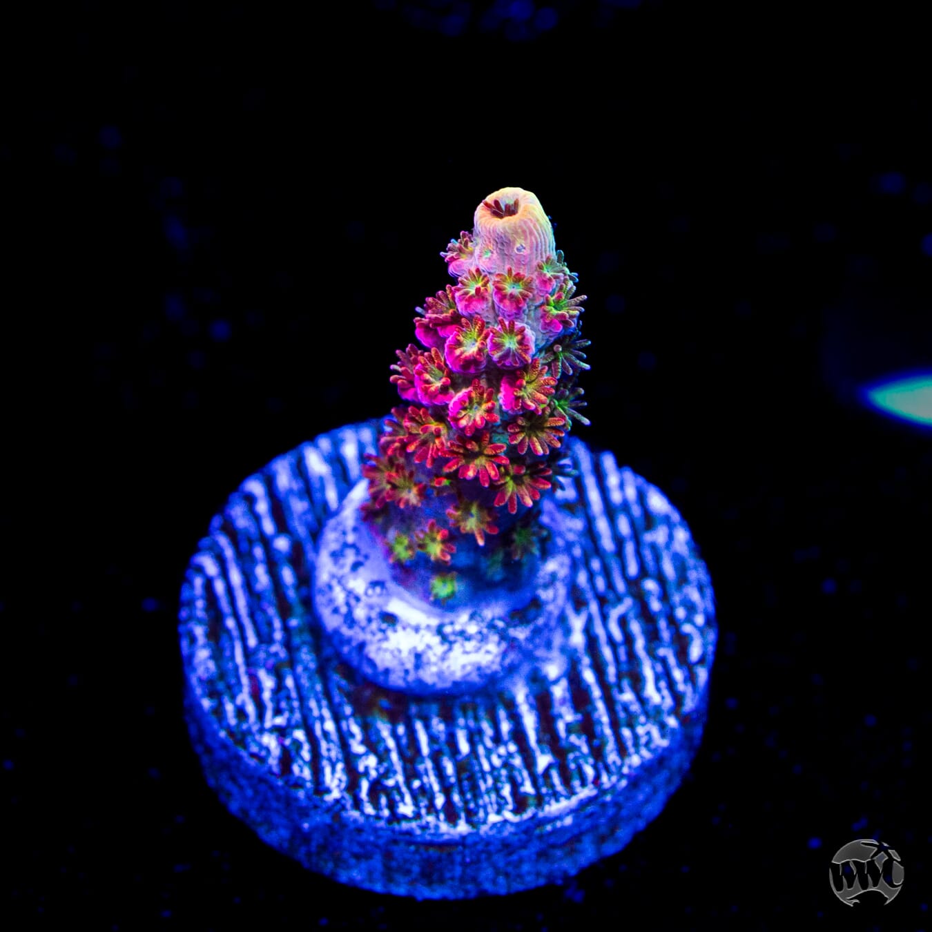 WWC Jello Shot Acropora