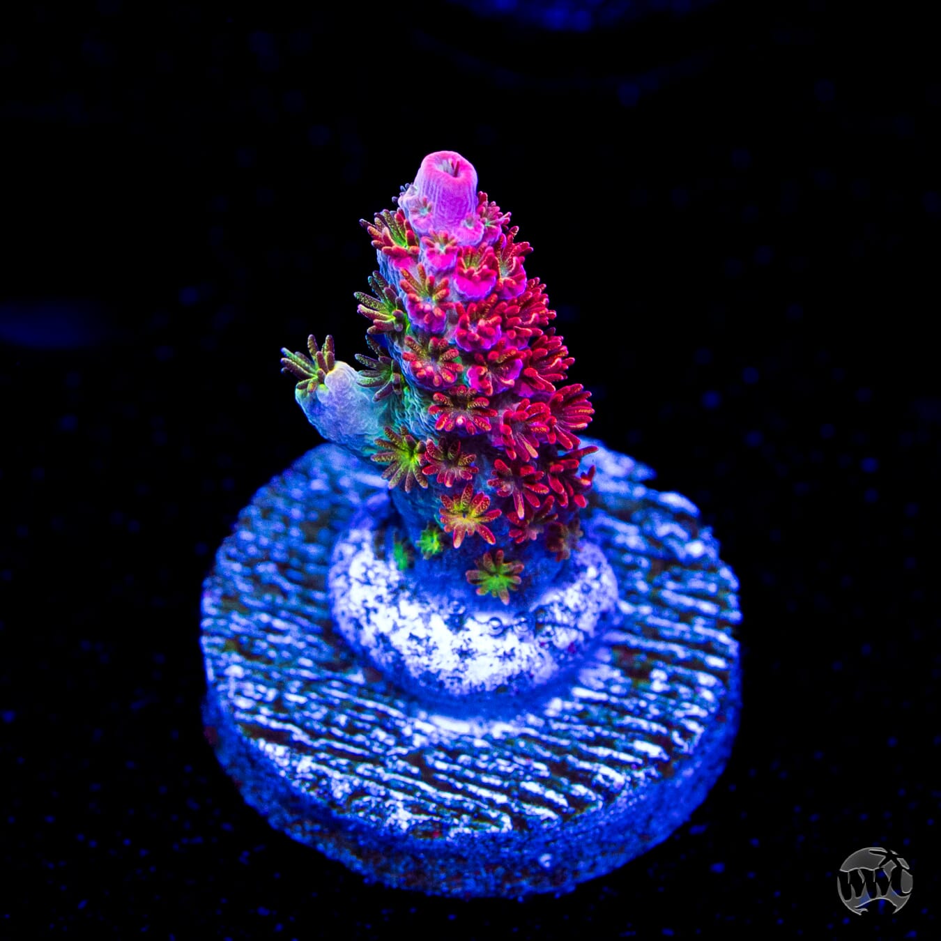 WWC Jello Shot Acropora