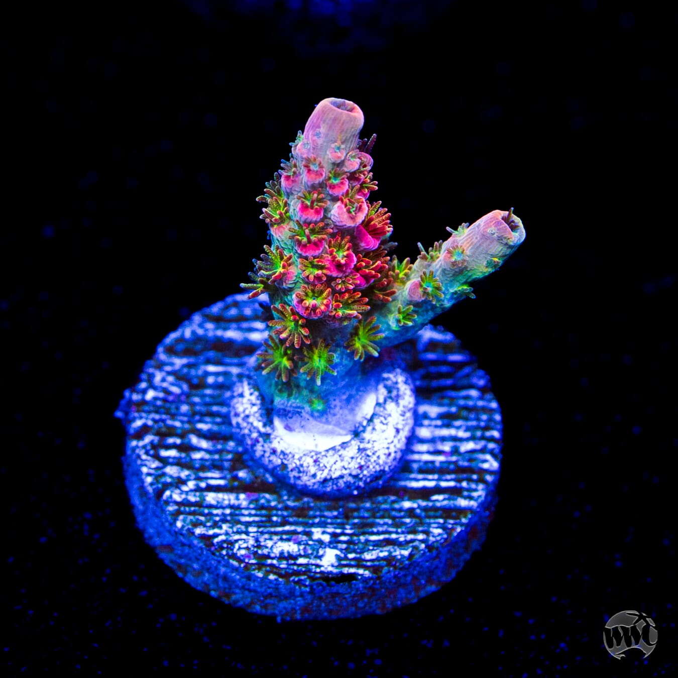 WWC Jello Shot Acropora