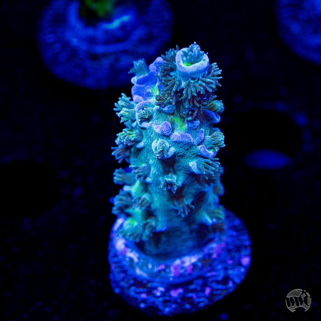 WWC New Frontier Tenuis Acropora