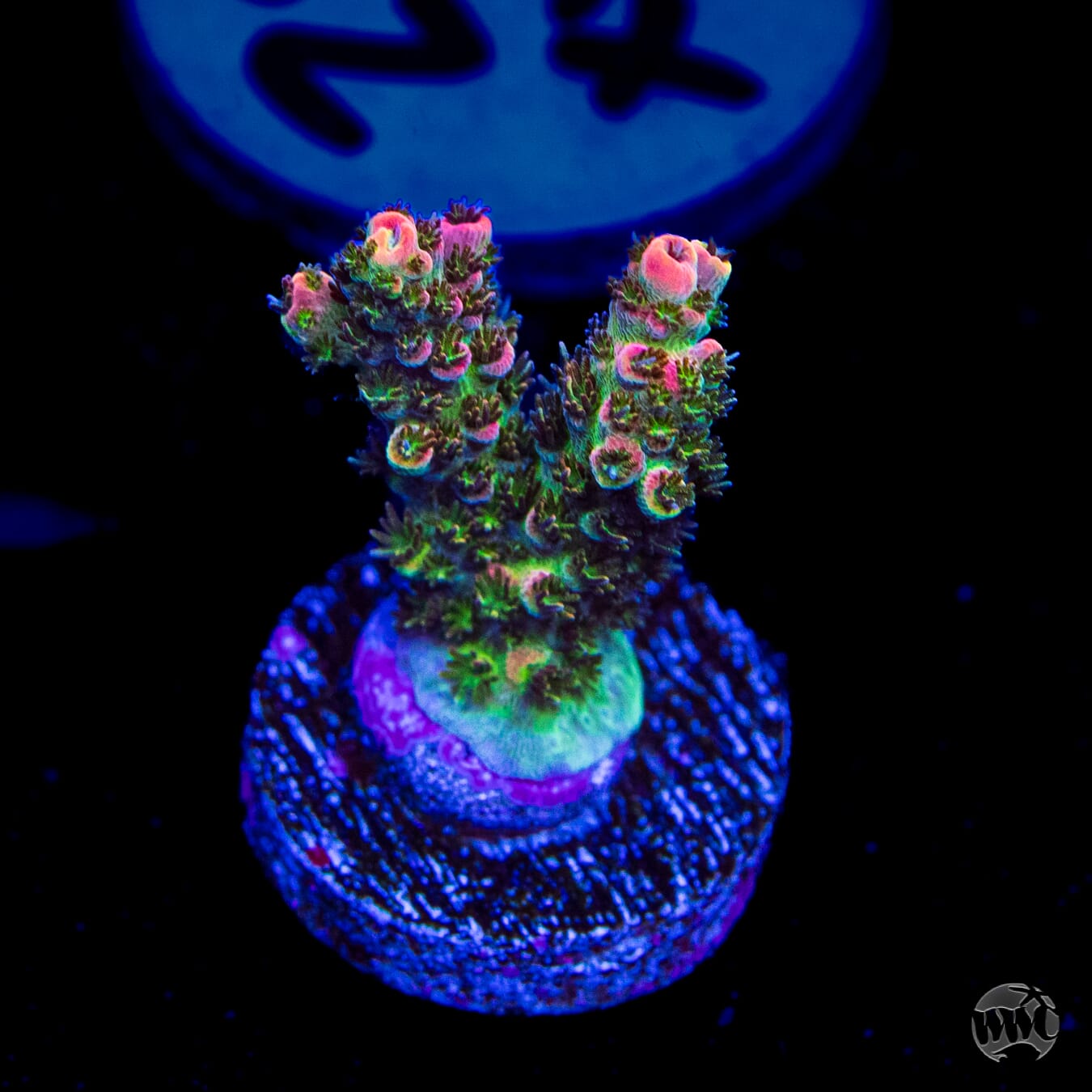 WWC Hyper Pink Acropora