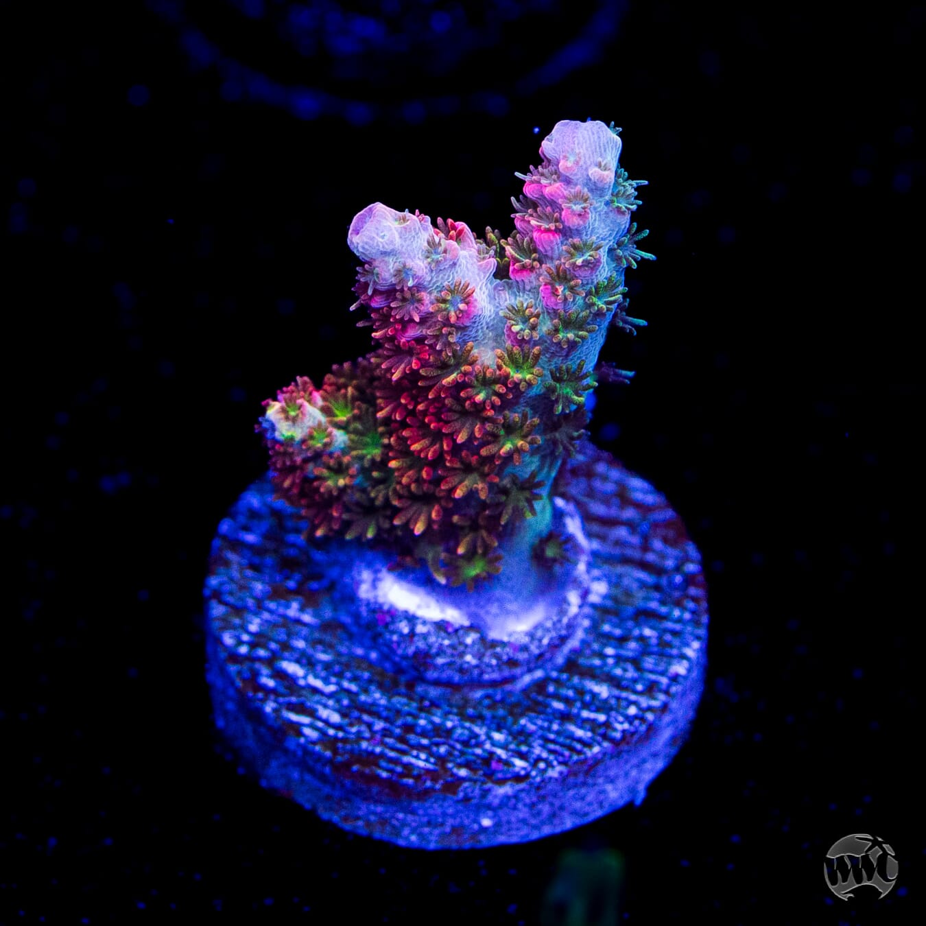 WWC Hyper Pink Acropora