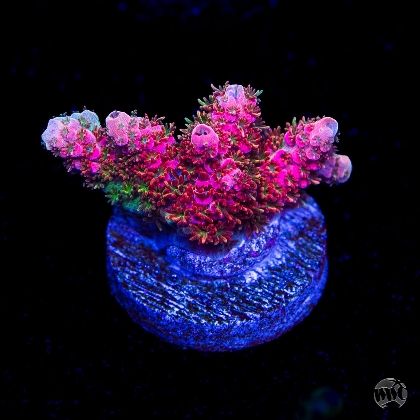 WWC Hyper Pink Acropora