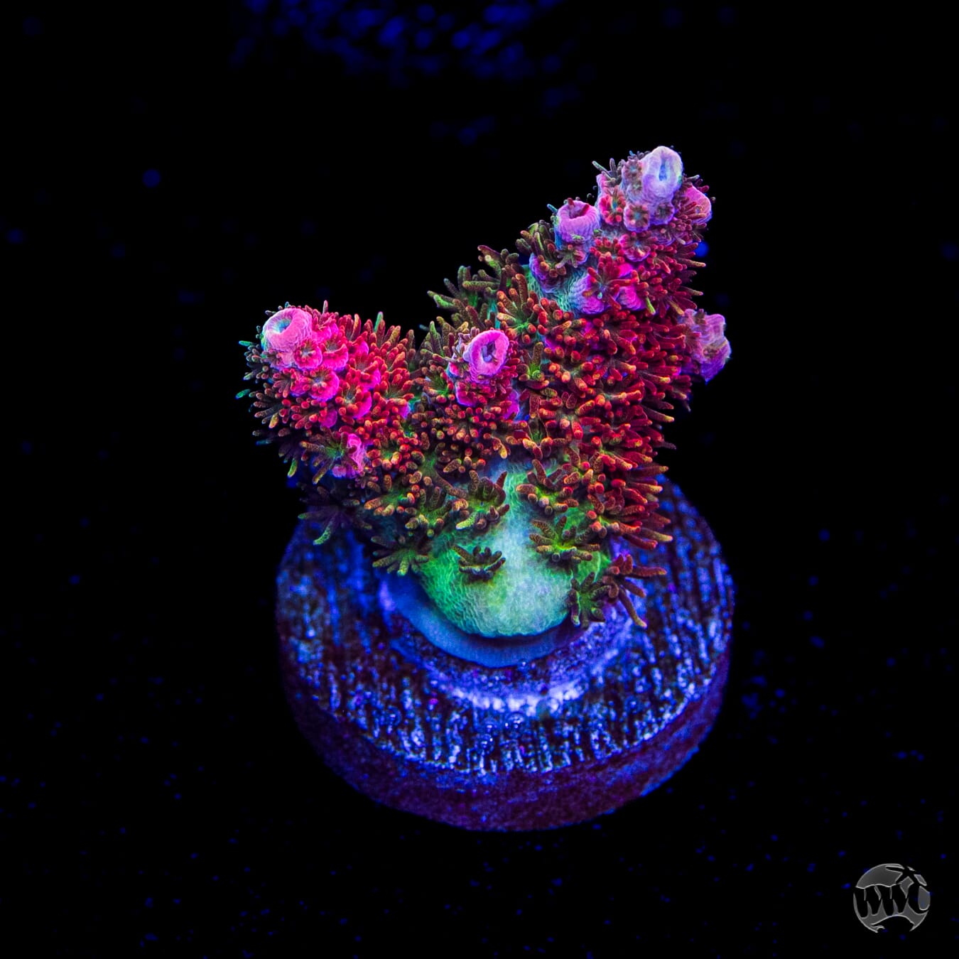 WWC Hyper Pink Acropora