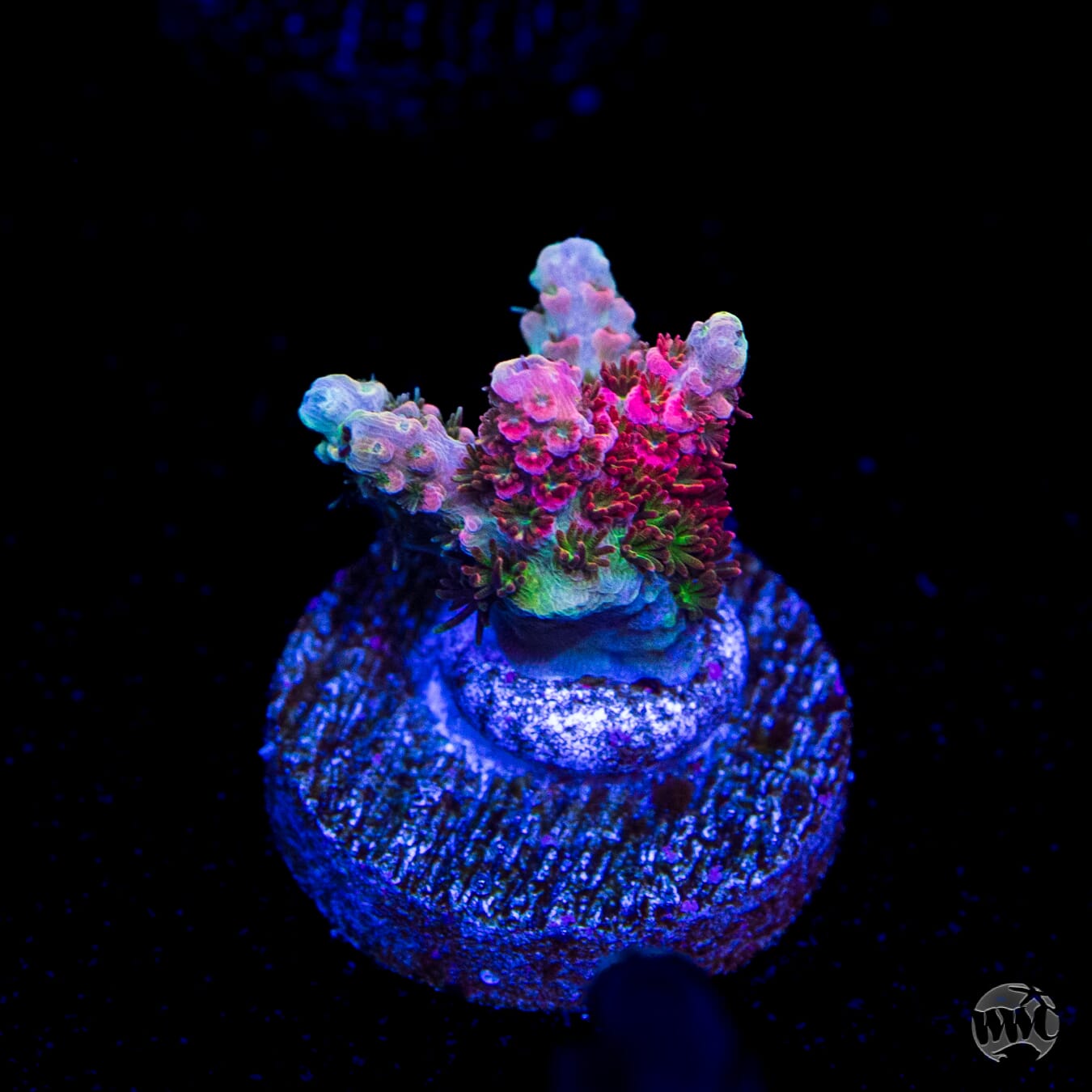 WWC Hyper Pink Acropora