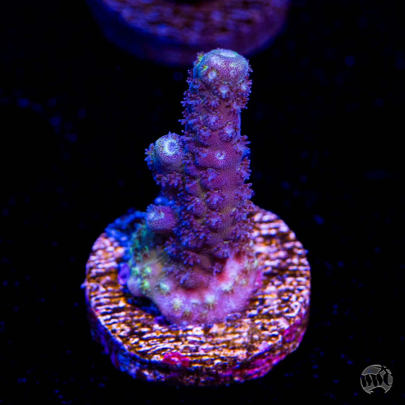 WWC Nuclear Grapes Acropora