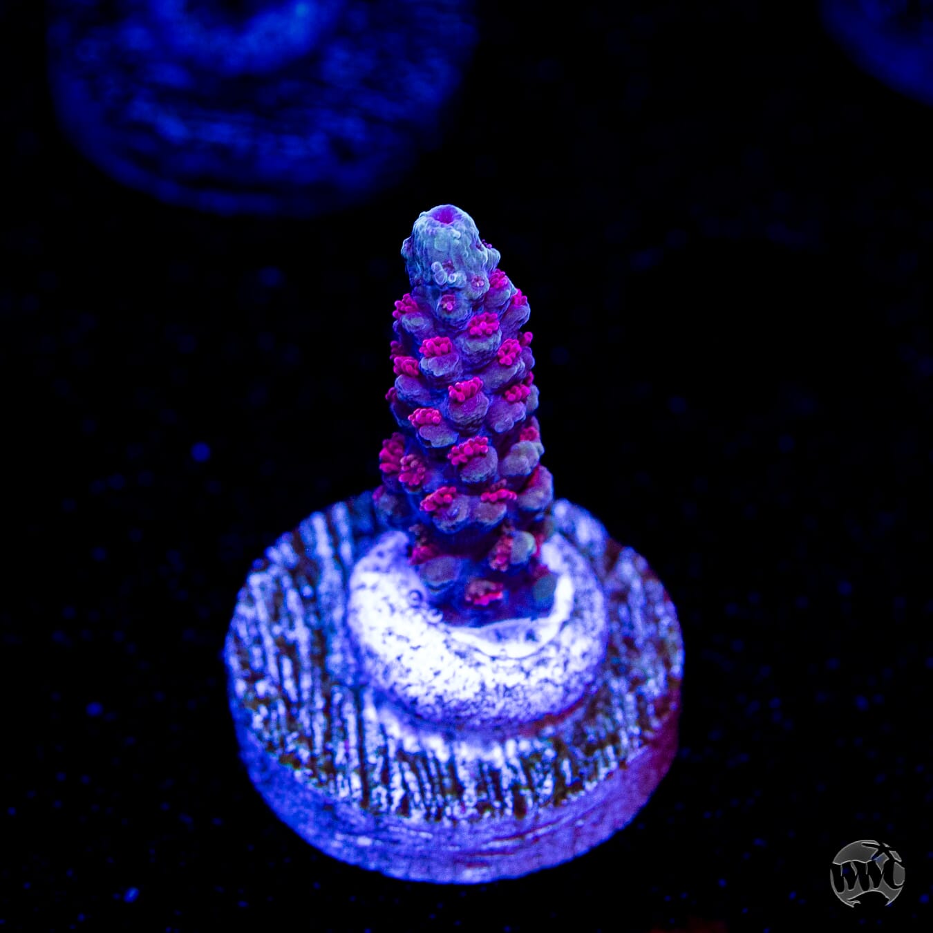 WWC Purple Dragona Acropora