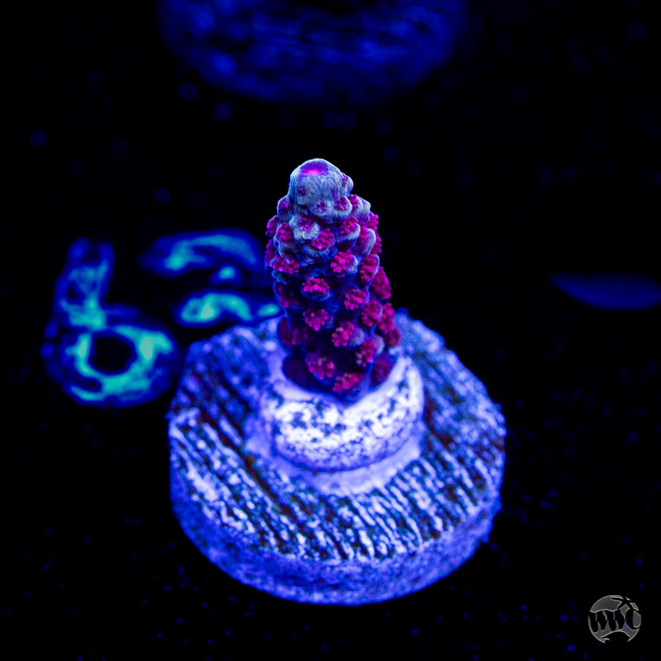 WWC Purple Dragona Acropora