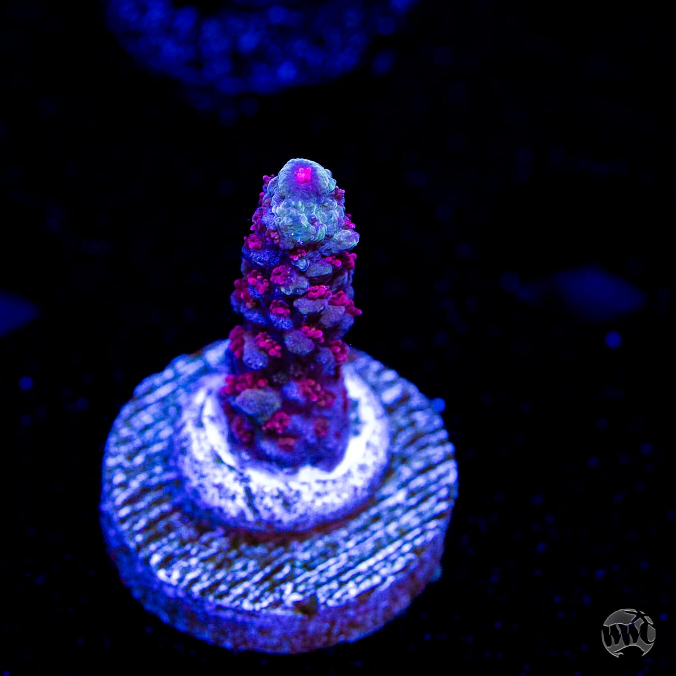 WWC Purple Dragona Acropora