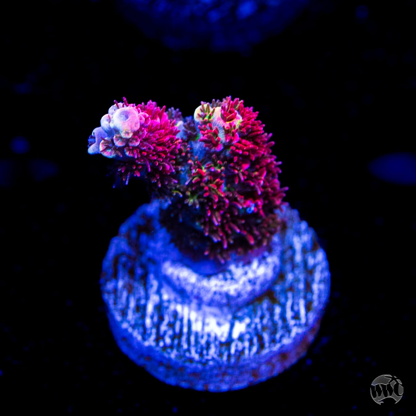 TSA Fruity Pebbles Acropora