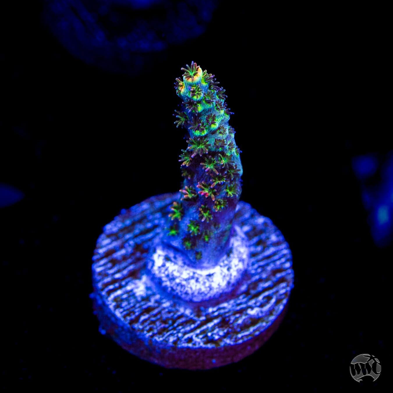 TSA Fruity Pebbles Acropora