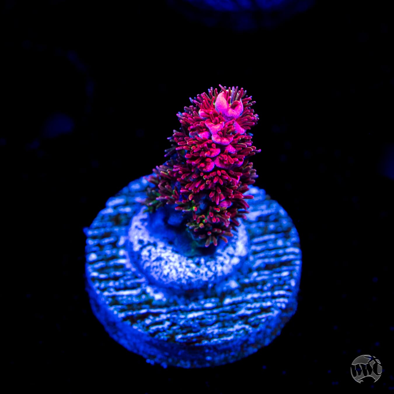 TSA Fruity Pebbles Acropora