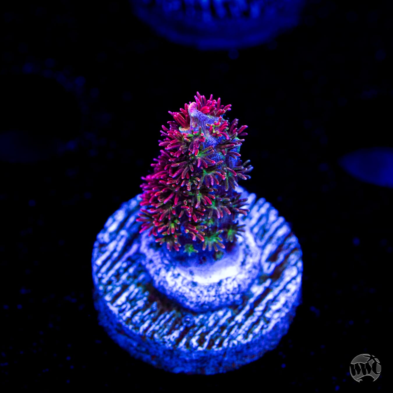 TSA Fruity Pebbles Acropora