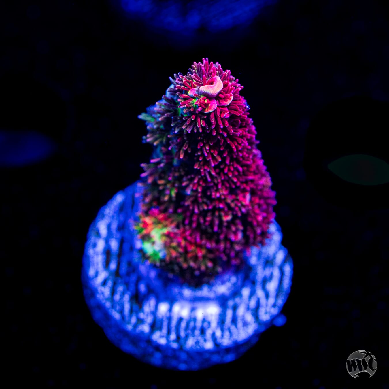 TSA Fruity Pebbles Acropora