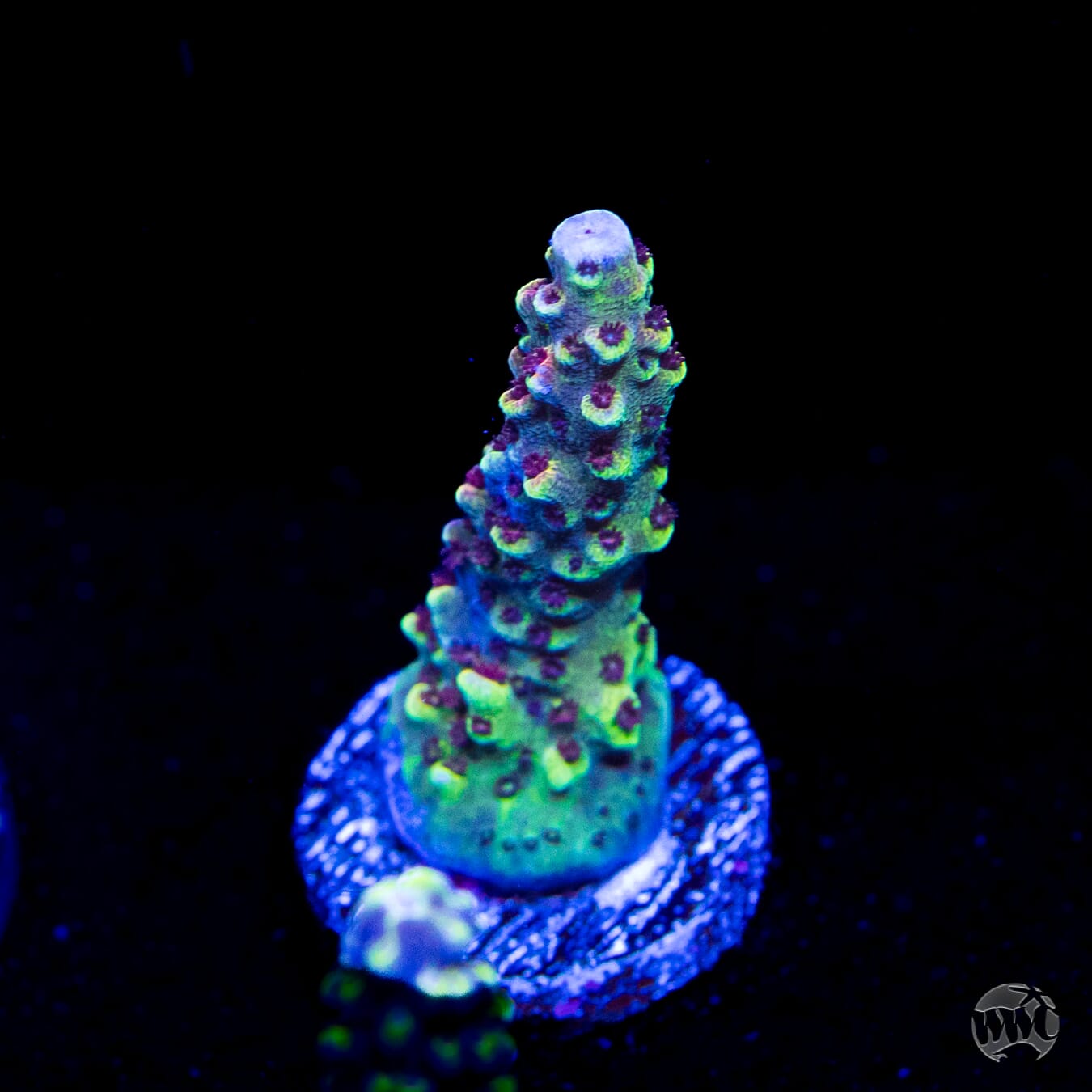 WWC Red Bull Acropora