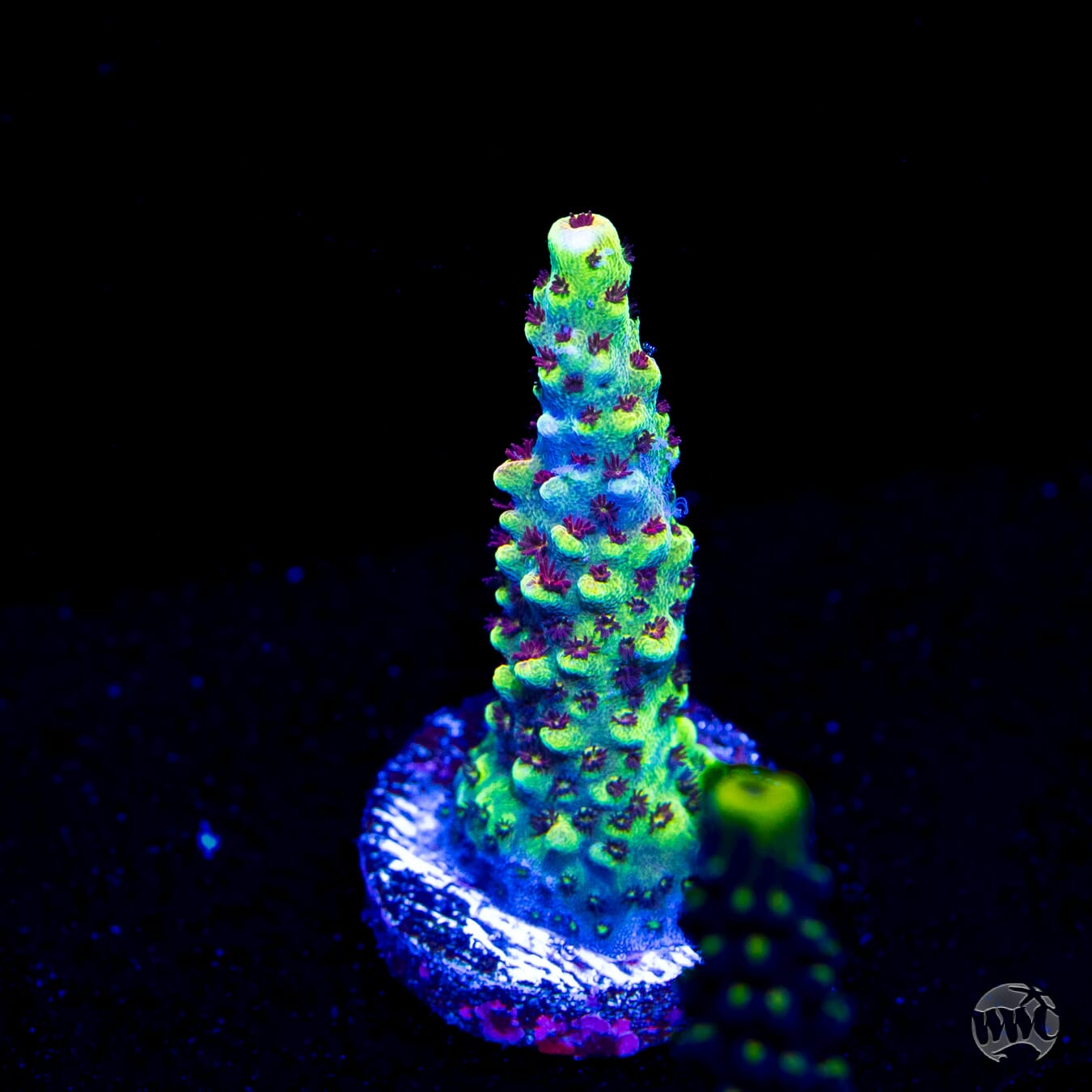 WWC Red Bull Acropora