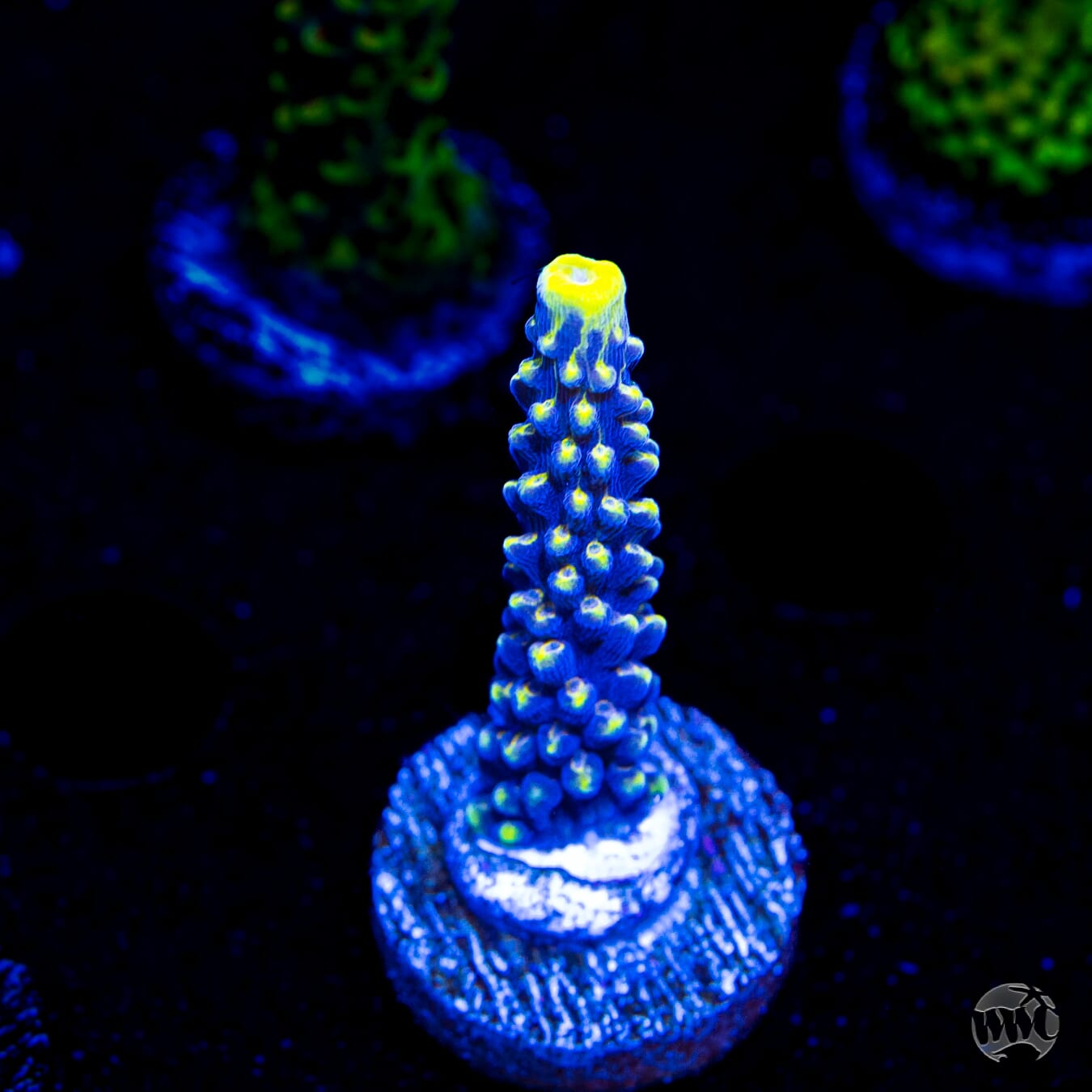 WWC Spectacular Stag Acropora