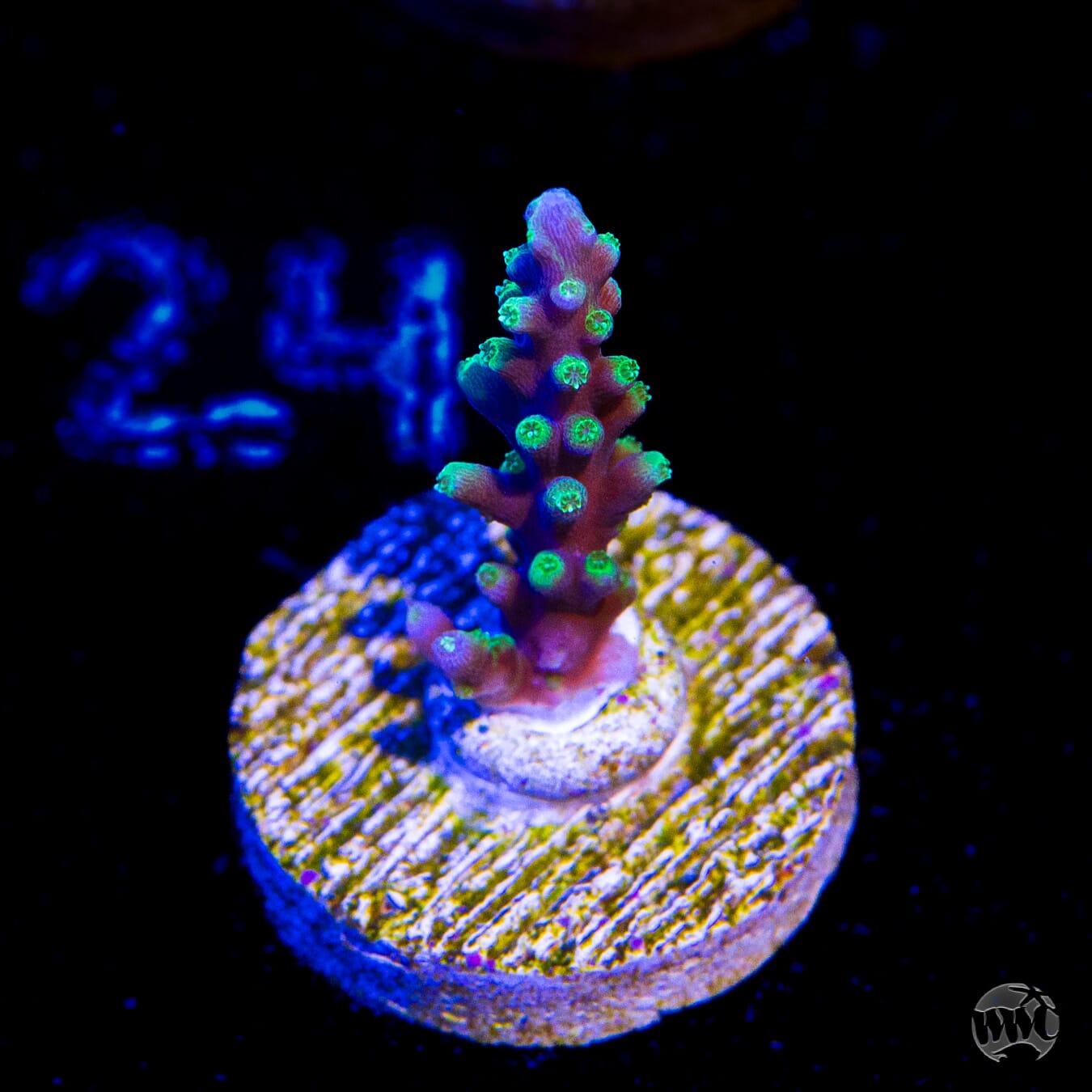 WWC Moonshine Acropora