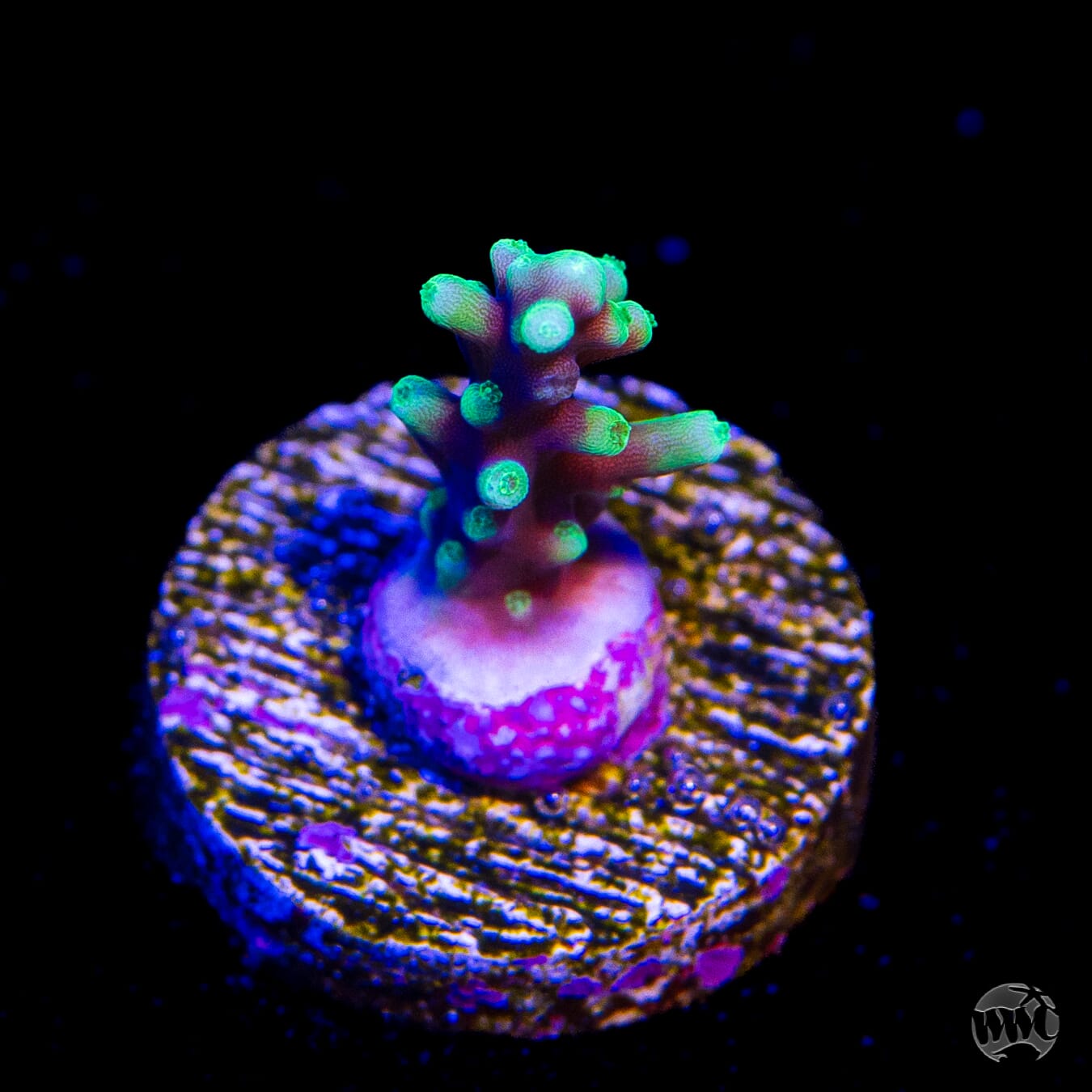 WWC Moonshine Acropora