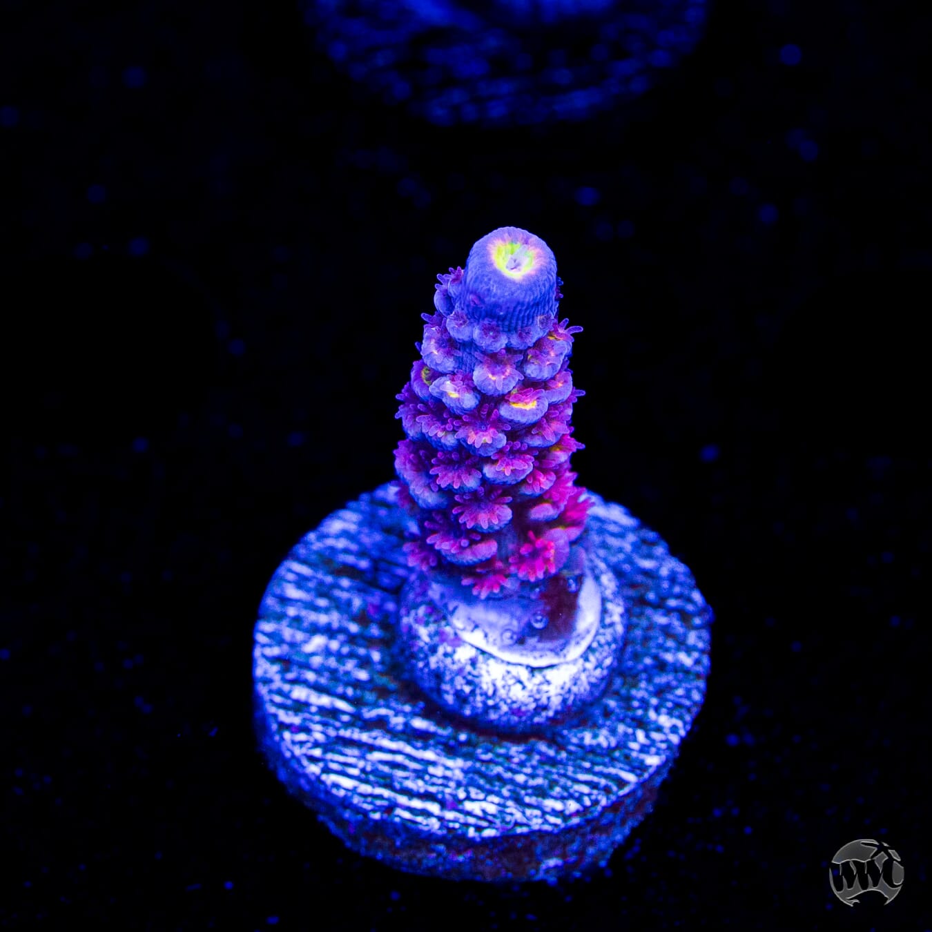 WWC Pink Panther Tenuis Acropora