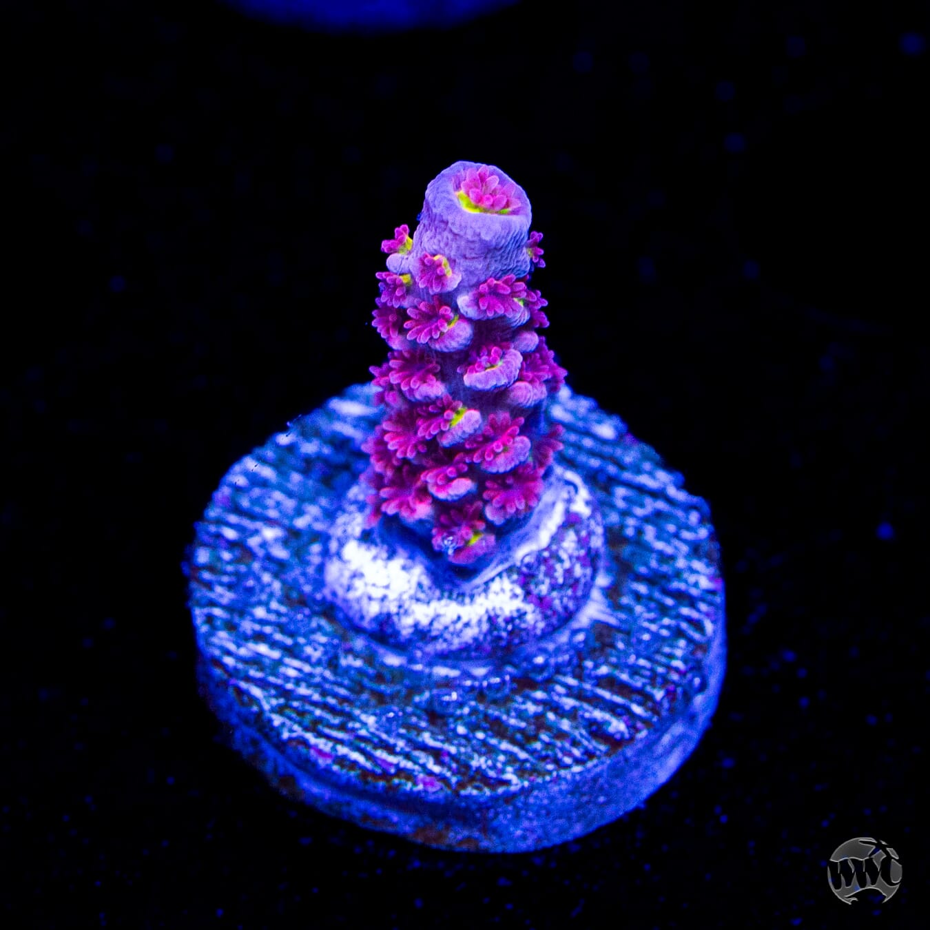 WWC Pink Panther Tenuis Acropora