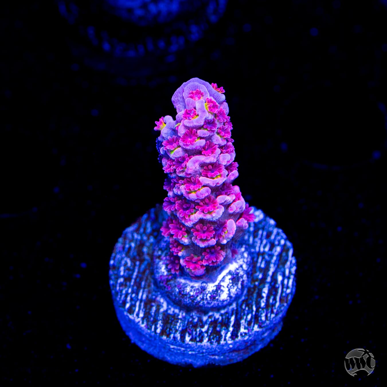 WWC Pink Panther Tenuis Acropora