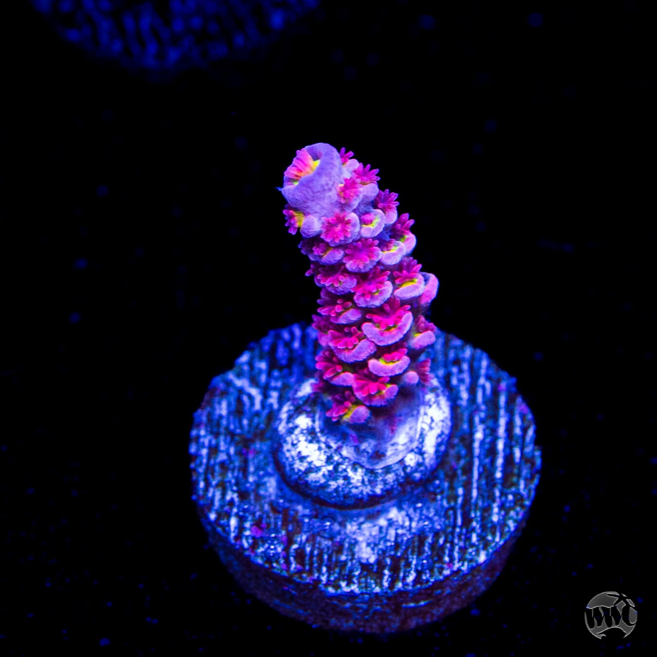 WWC Pink Panther Tenuis Acropora