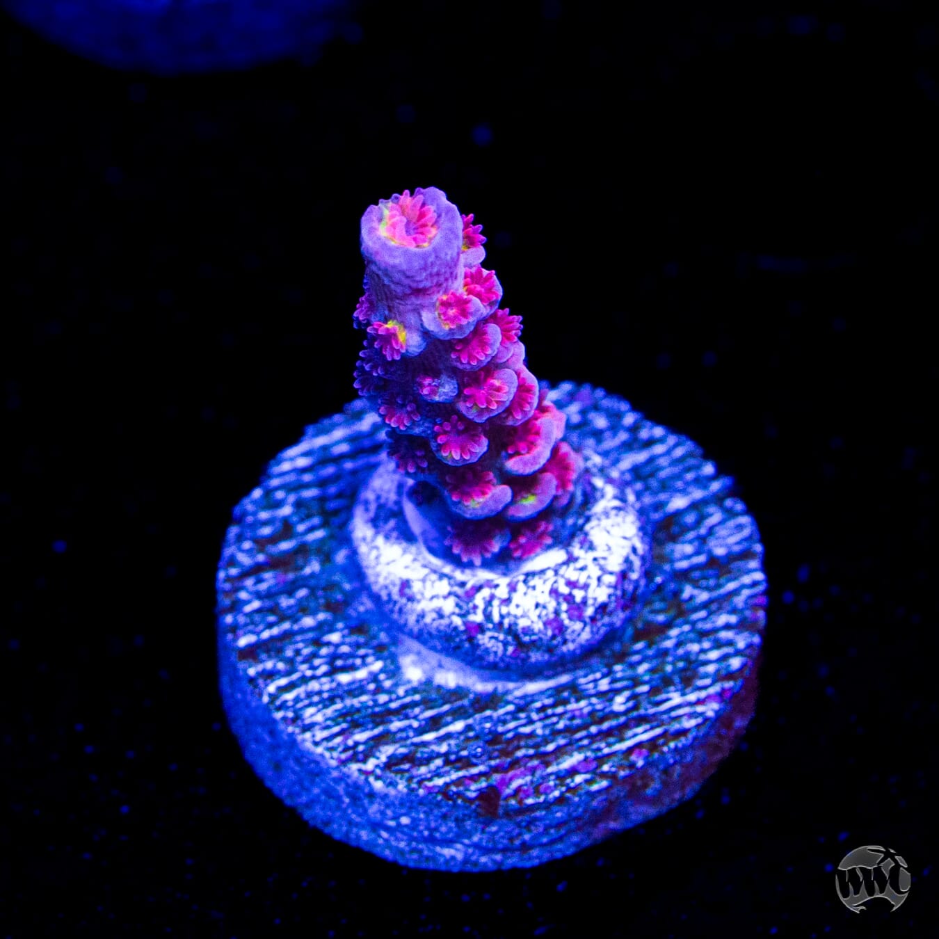 WWC Pink Panther Tenuis Acropora