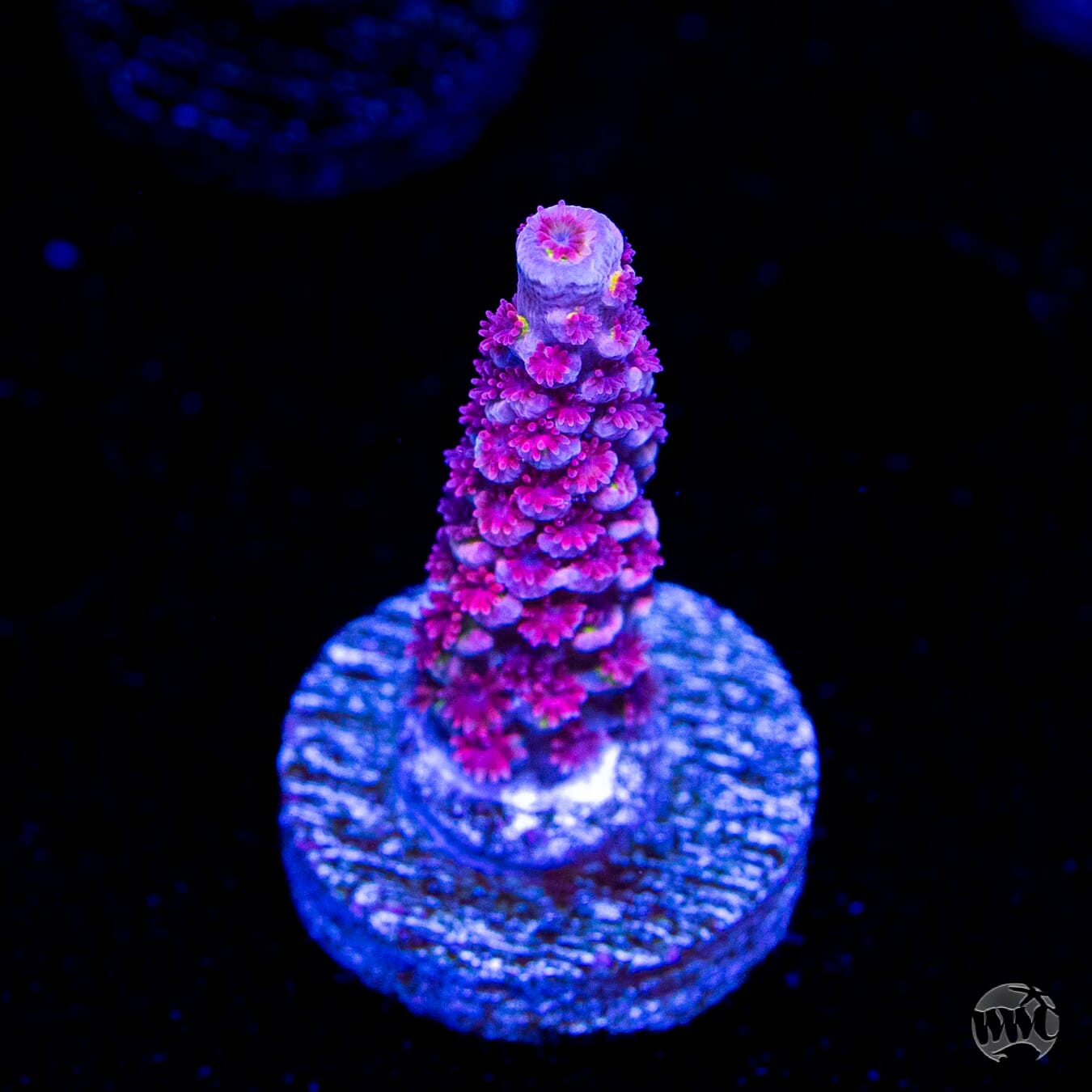 WWC Pink Panther Tenuis Acropora