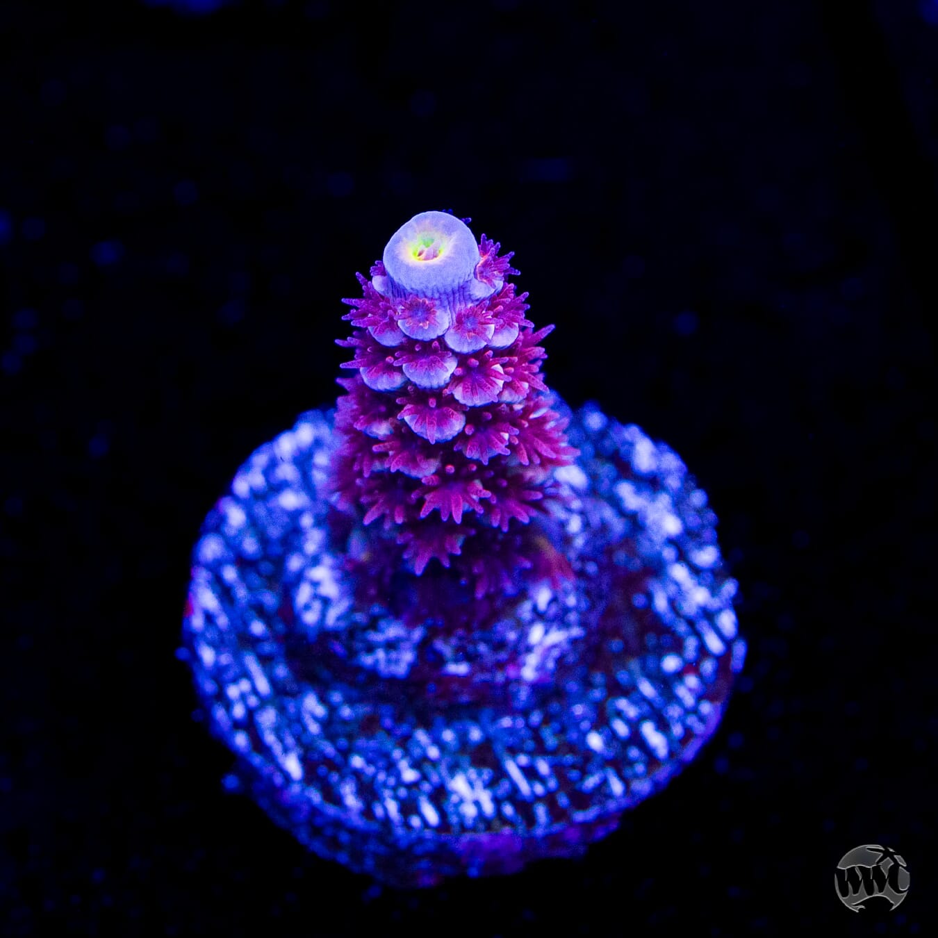 WWC Paradise Tenuis Acropora