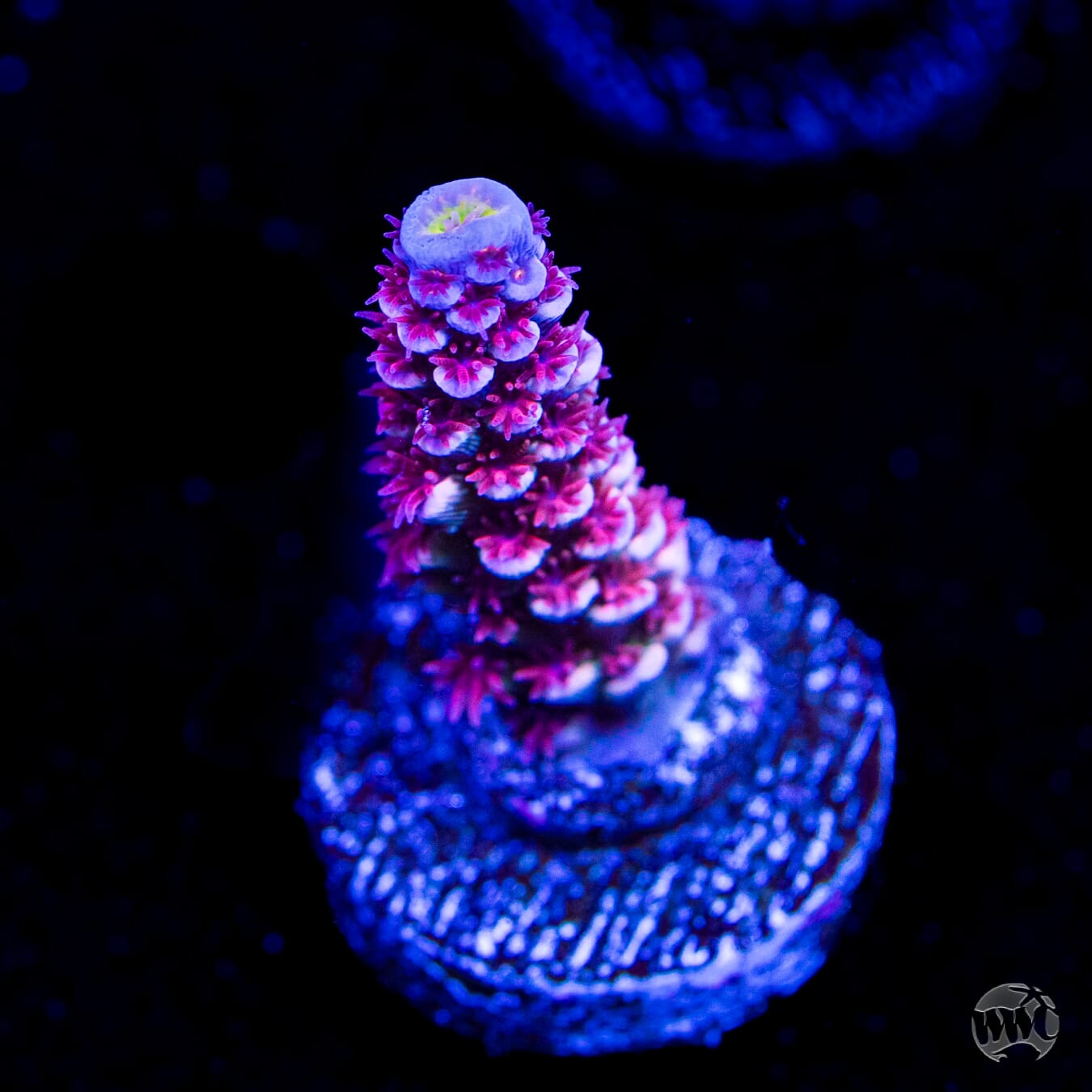 WWC Paradise Tenuis Acropora