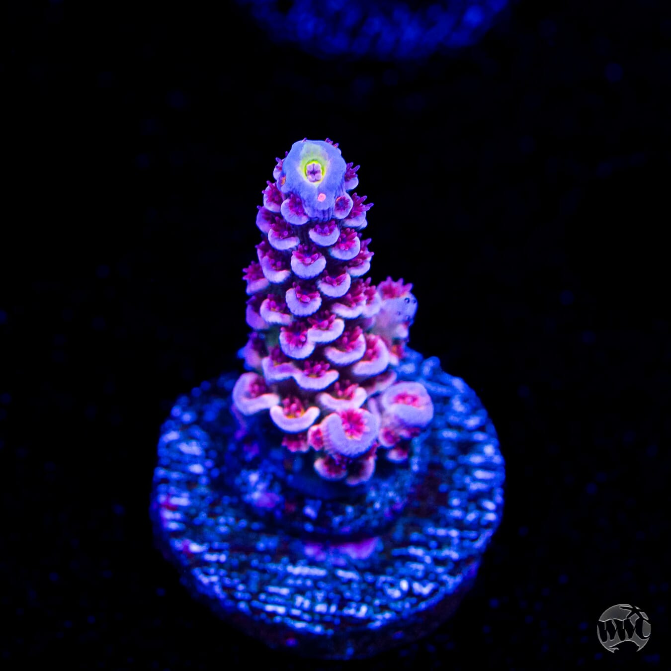 WWC Paradise Tenuis Acropora