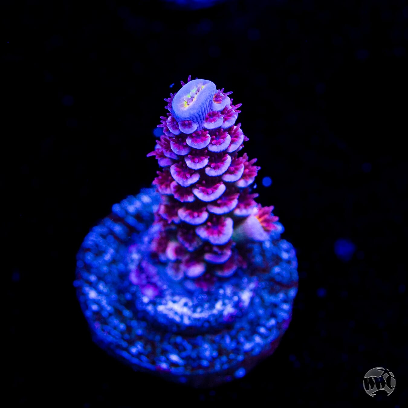 WWC Paradise Tenuis Acropora