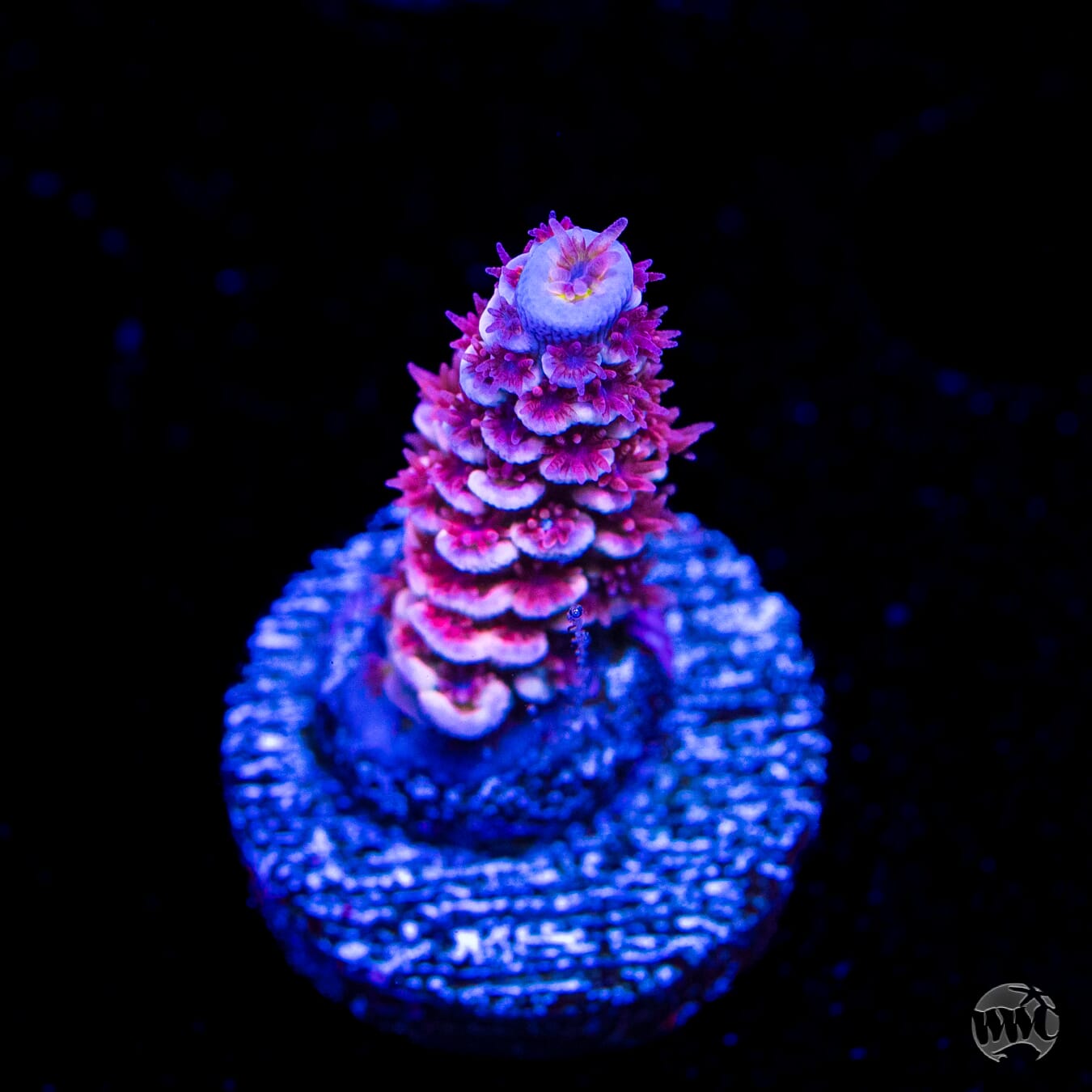 WWC Paradise Tenuis Acropora