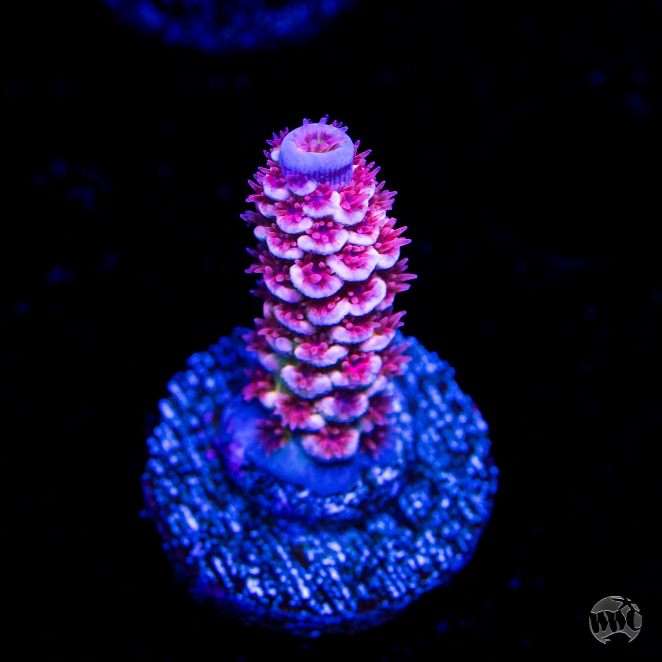 WWC Paradise Tenuis Acropora