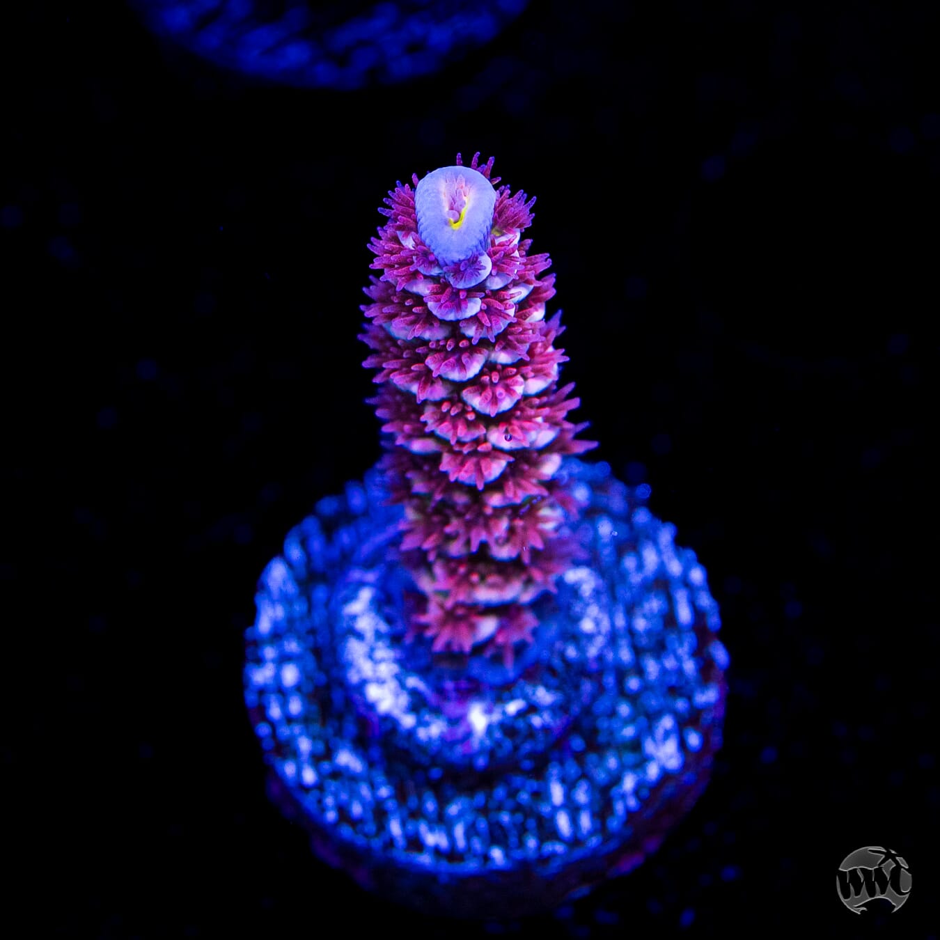 WWC Paradise Tenuis Acropora