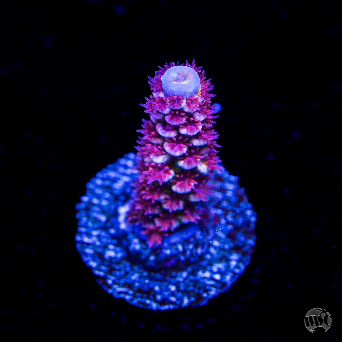 WWC Paradise Tenuis Acropora